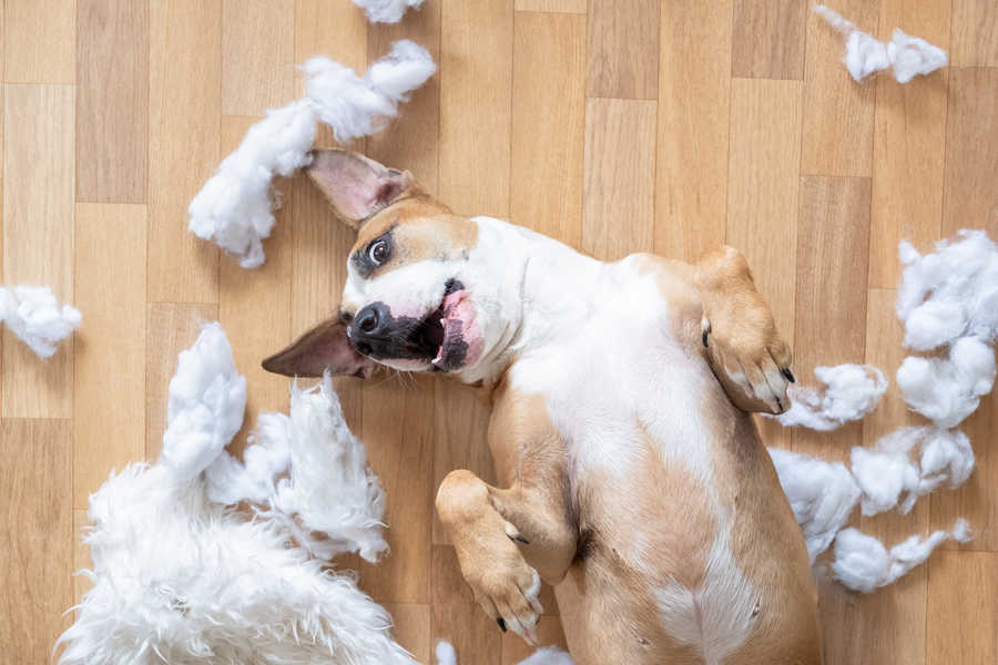 Perro destrozando sofá