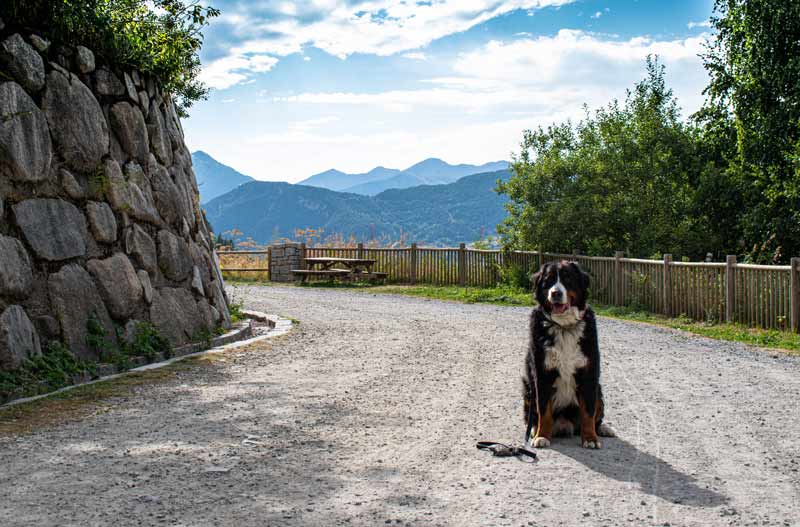 Perro posando sobre el cami de les pardines