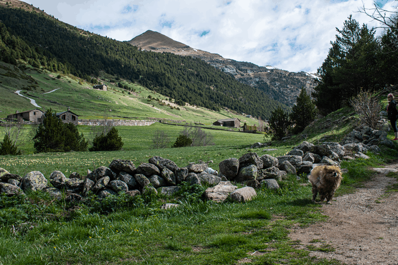 PErro corriendo por el valle de incles