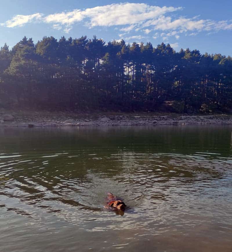 Perro bañandose en el lago de engolasters