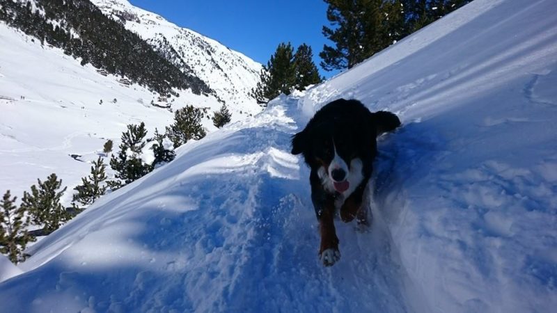 Perro corriendo camino nevado