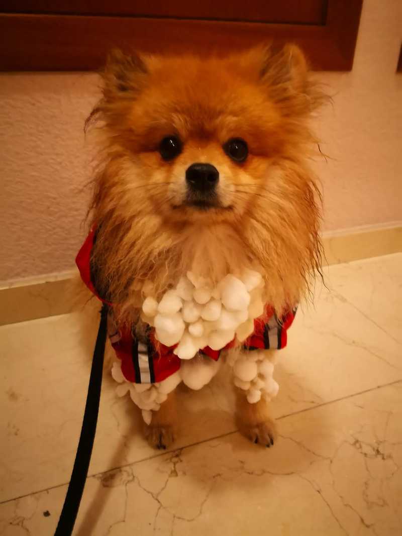 Perro lleno de bolas de nieve