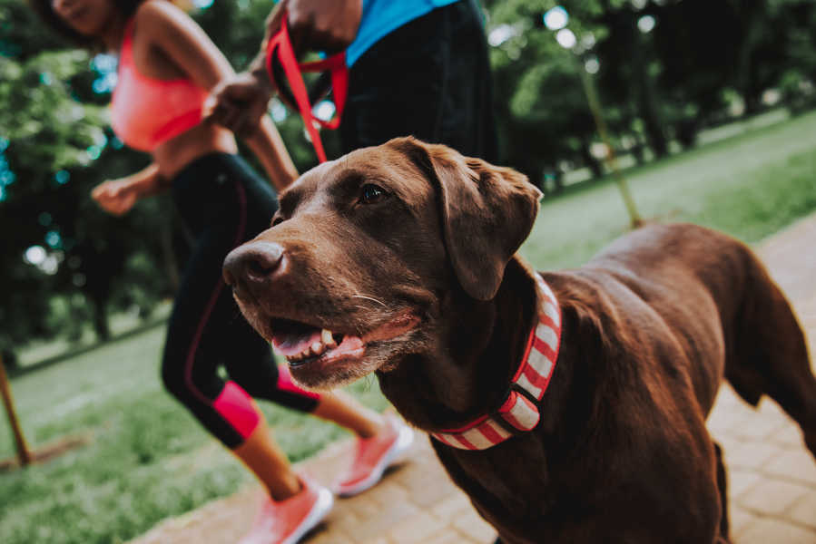 Perro con sus dueños haciendo deporte