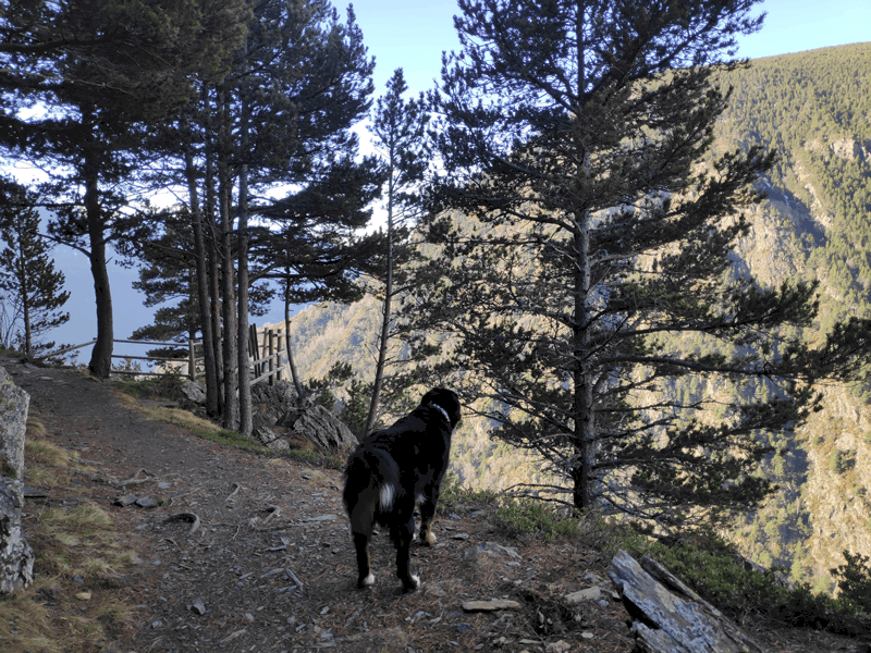 Perro recorriendo el interparroquial de Canillo a Encamp