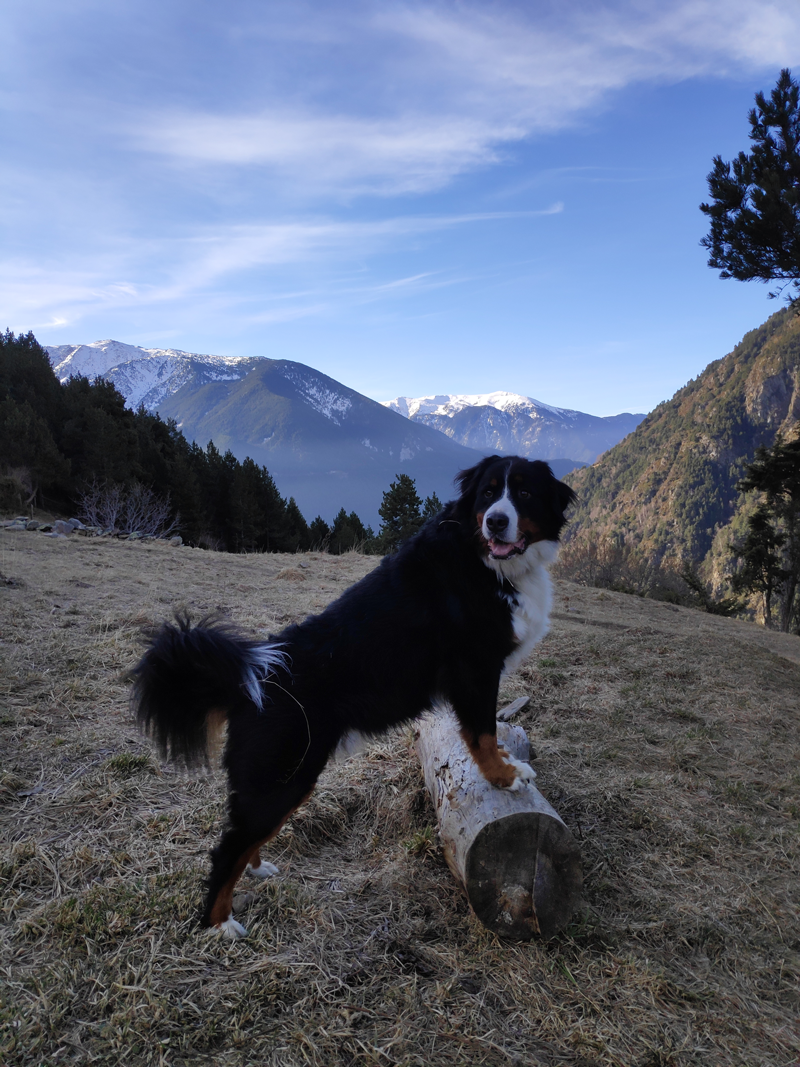 Perro posando sobre un tronco