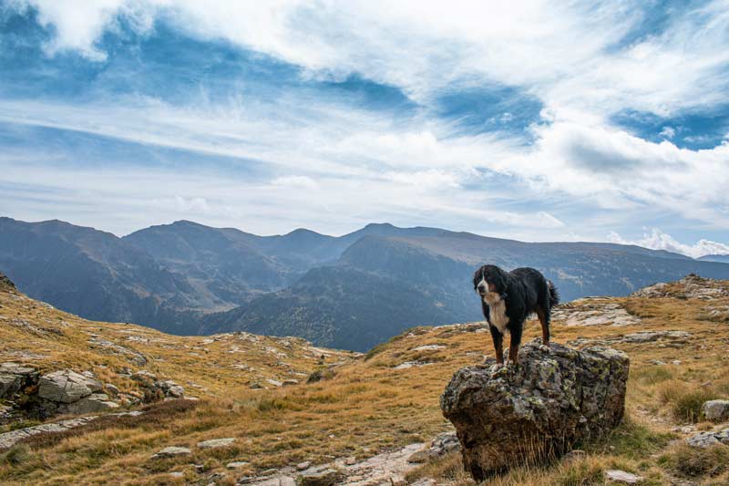 Perro en el camino de subida al lago de cabana sorda