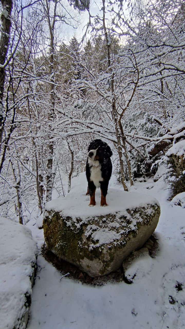 Perro en un bosque nevado