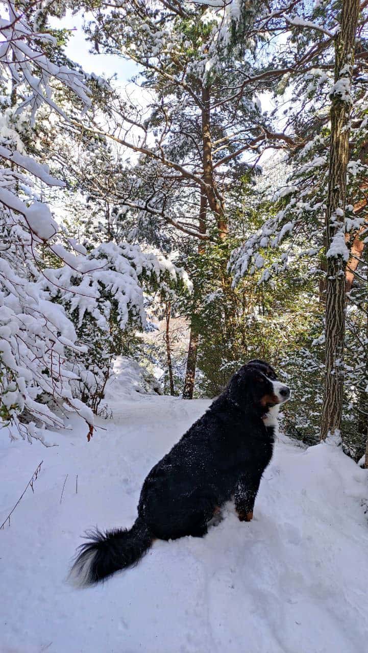 Perro en un bosque nevado