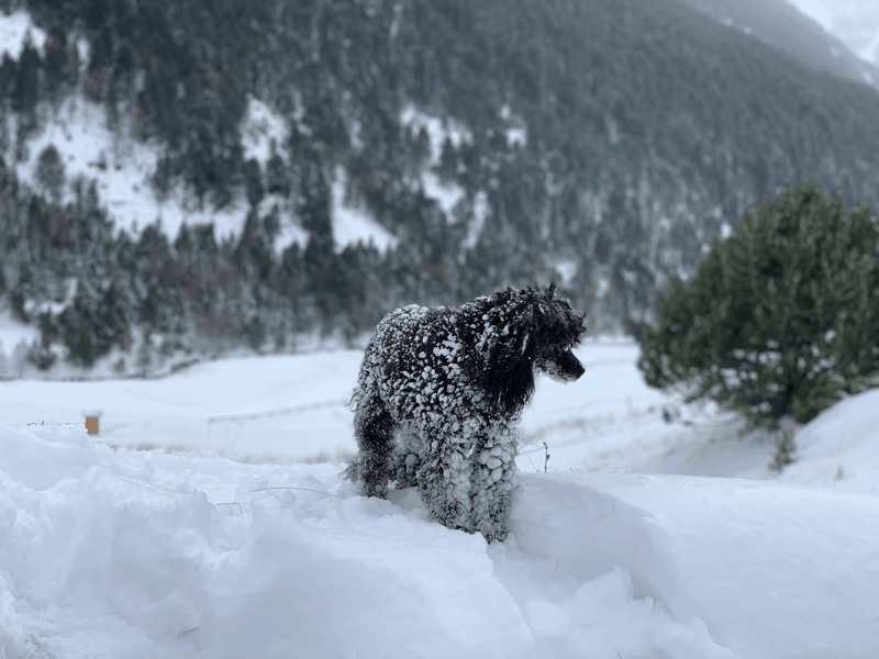 Perrito lleno de nieve