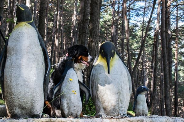 Esculturas de pinguinos