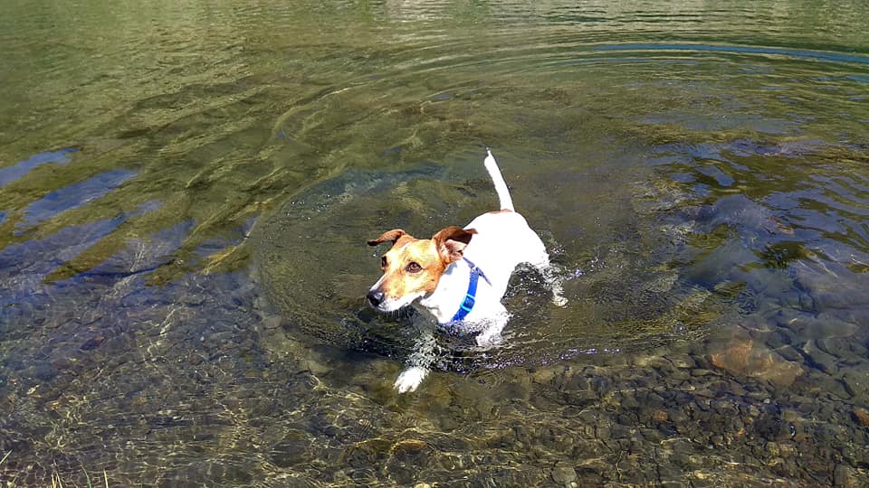 Perro nadando en el lago