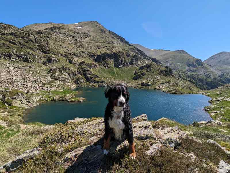 Foto de un perro delante del lago esbalçat