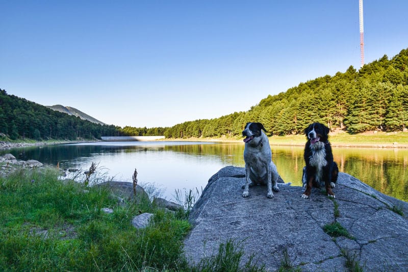 Perros posando delante lago