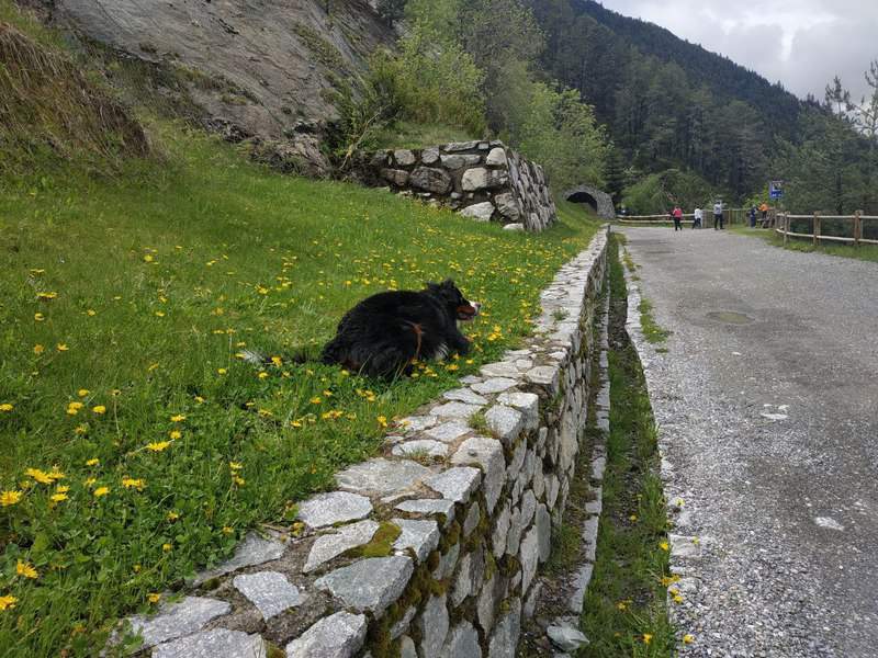 Perro disfrutando del cami d eles pardines
