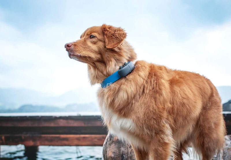 Perro con gps en el collar