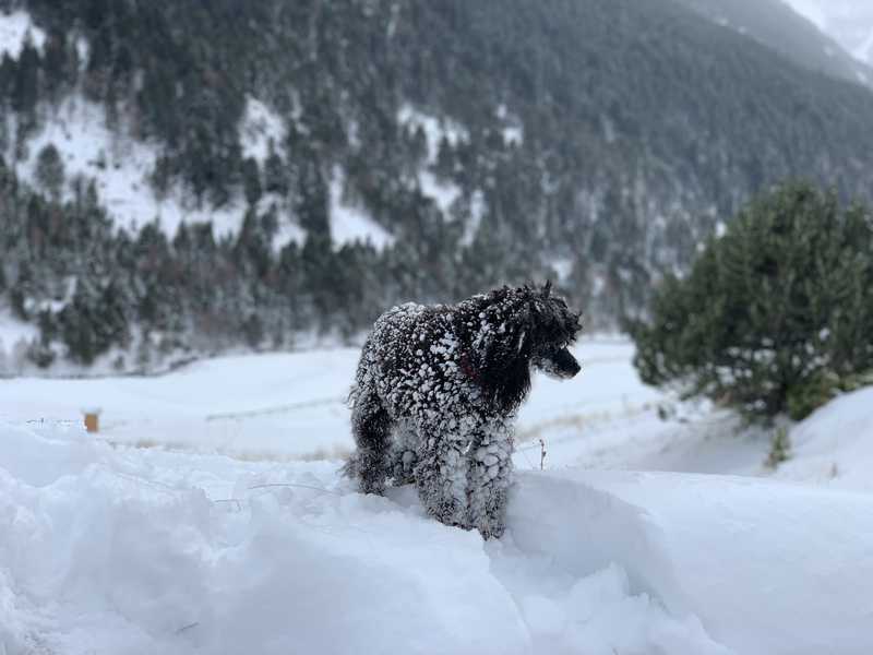 Perro en la nieve