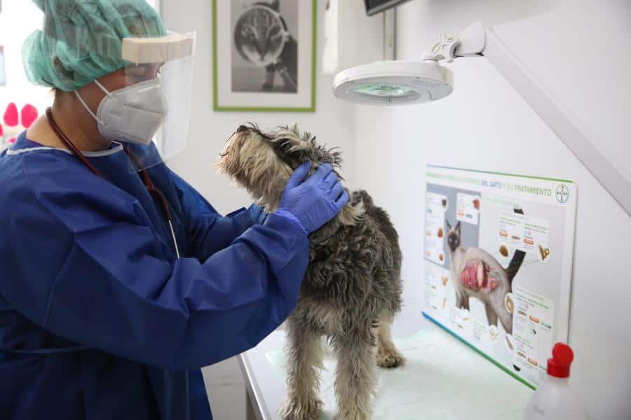 Veterinario atendiendo a un perro