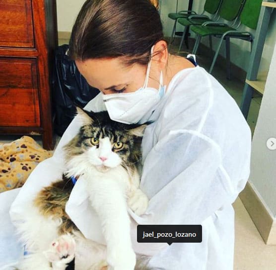 Veterinaria atendiendo un gato