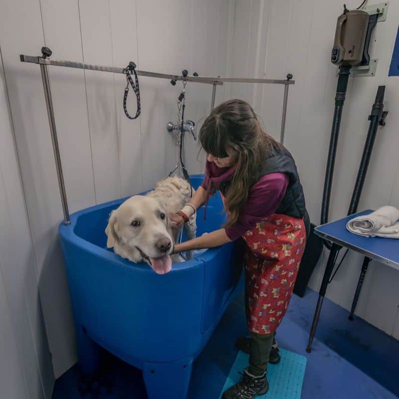 Perro siendo bañado