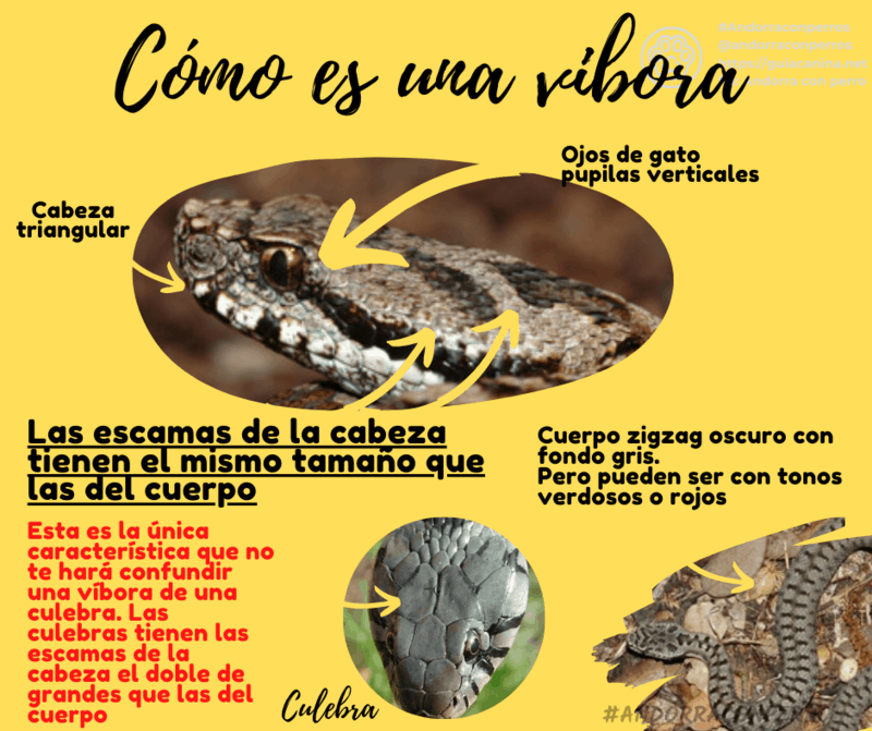 Infografia sobre la vibora del pirineo