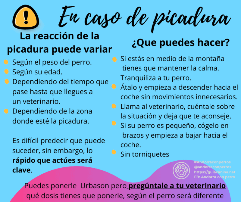 Infografia sobre la vibora del pirineo