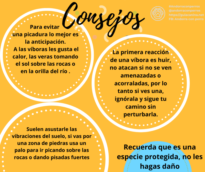 infografia sobre consejos para evitar viboras