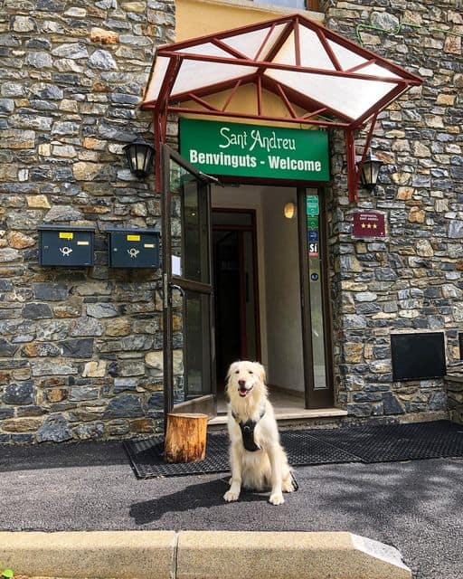 Perrita delante de la puerta del hotel