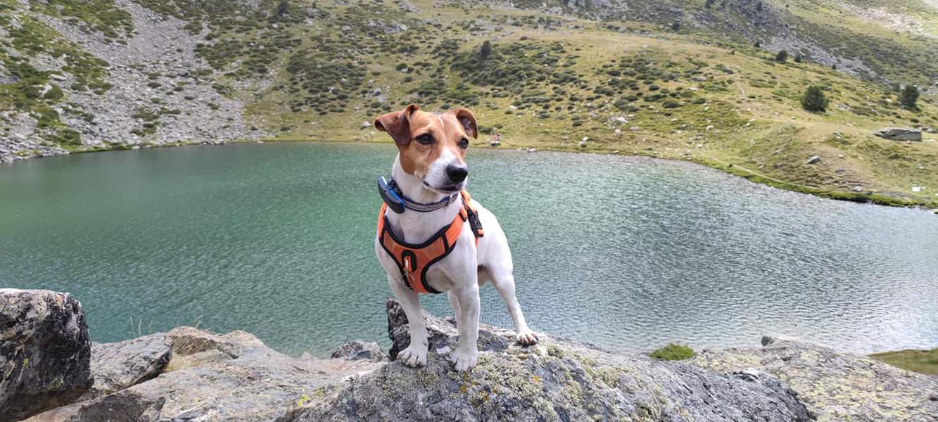 Perro con gps