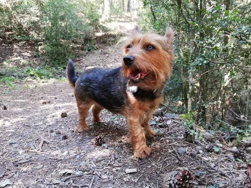 perro listo para adoptar