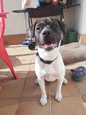 Perro listo para adoptar