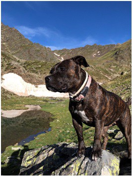 PERRO POSANDO EN UNA EXCURSION