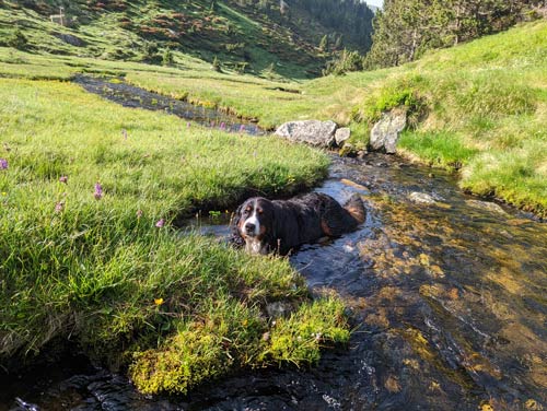 Perro tumbado en lecho de un rio
