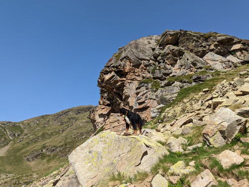 perro subido a una piedra dirección llac de l'isla