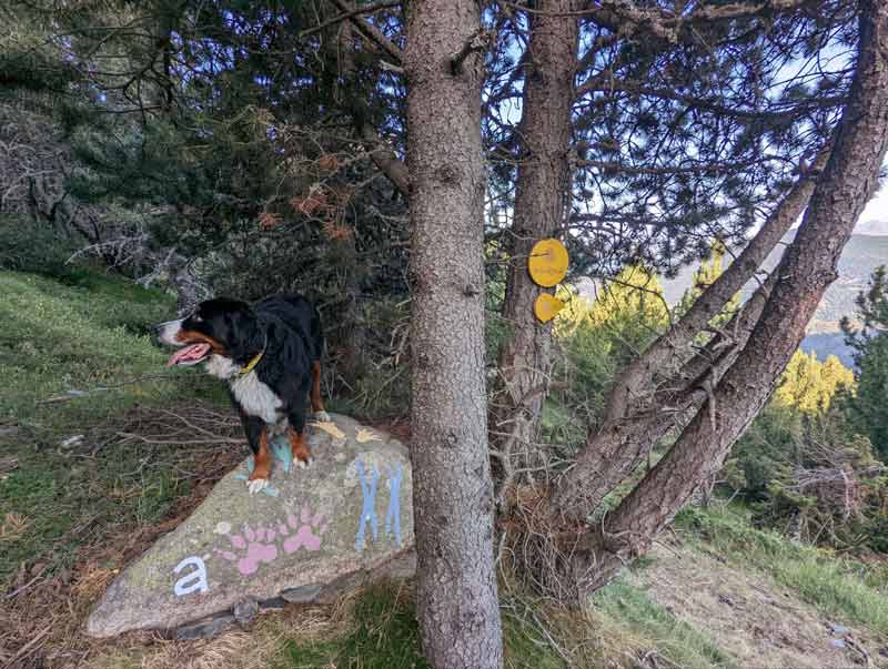 Perro descansando al final de la subida de la ruta