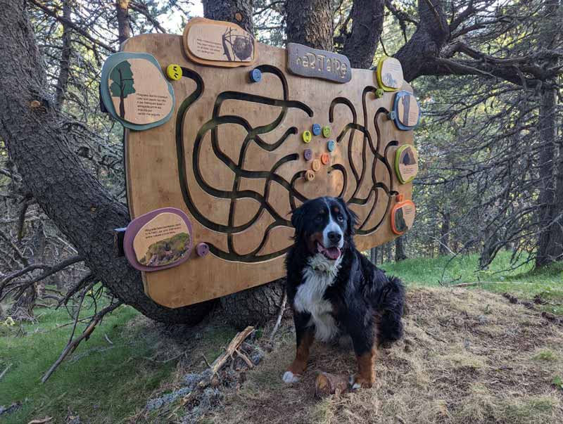 Perro posando delante de un juego interactivo para niños