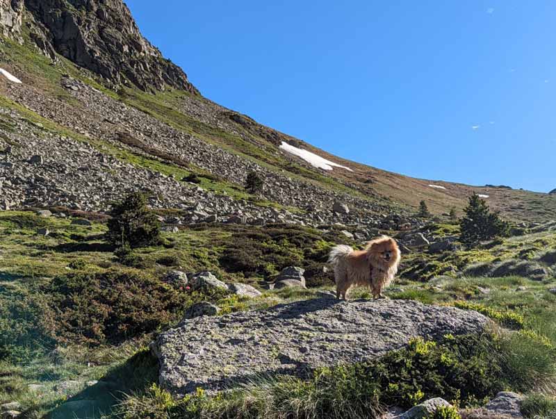 perro subiendo al puerto de incles
