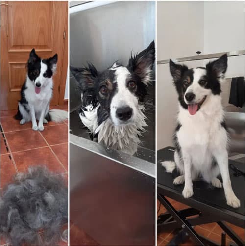 border collie recien cortado el pelo, bañado y seco