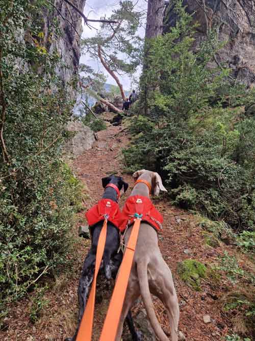 Dos perros subiendo hacia los miradores