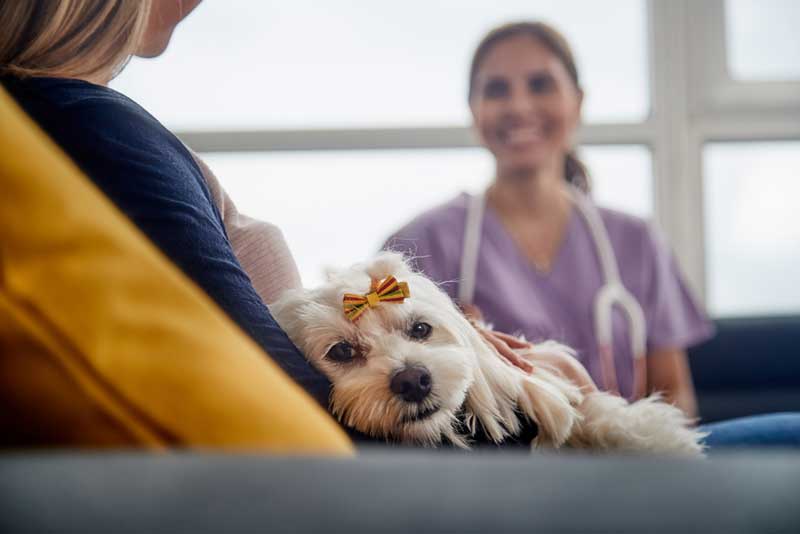 Una veterinaria atendiendo a un perro en casa