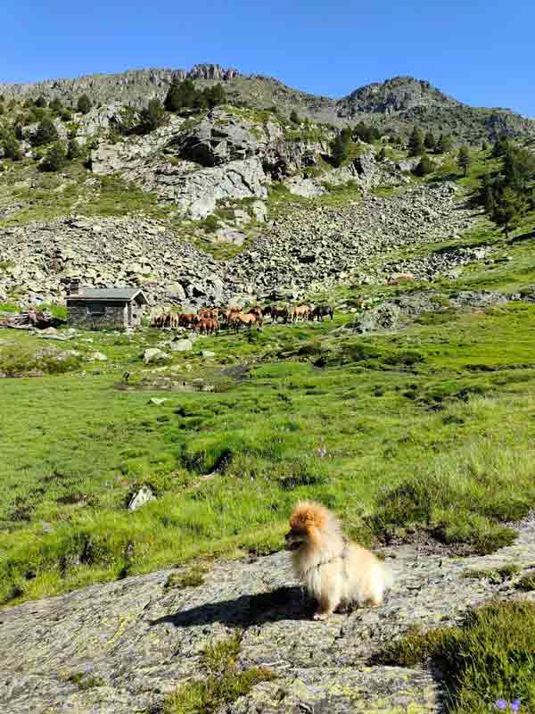 Perro posando con el refugio de angonella detras