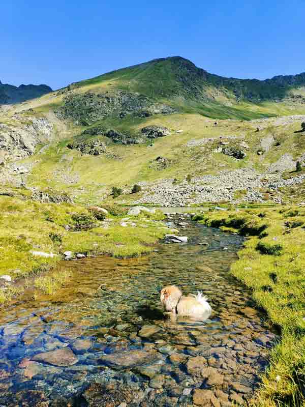 perro refrescandose en uno de los rios