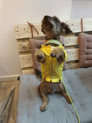 Perrito esperando dentro de la cafeteria