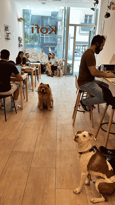 Perrito esperando dentro de la cafeteria