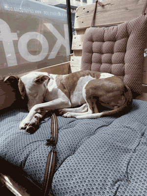 Perrito esperando dentro de la cafeteria